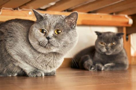 British Shorthair Cat Breed Information Images