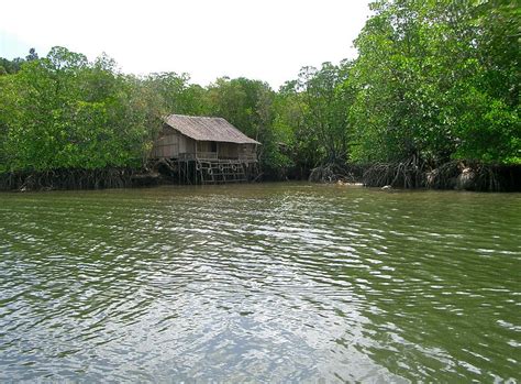 Indonesia’s mangroves one of the world’s best solutions to climate change