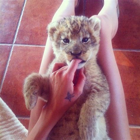 Baby Lion Cute Animals Super Cute Animals Cute Creatures