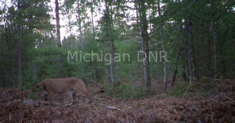 2 Cougar Sightings Confirmed In Eastern Upper Peninsula Cbs Detroit