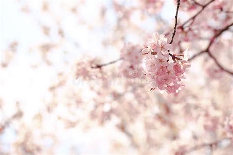 Soft Spring Background Blur Blossoming Branches Of Cherry Sakura