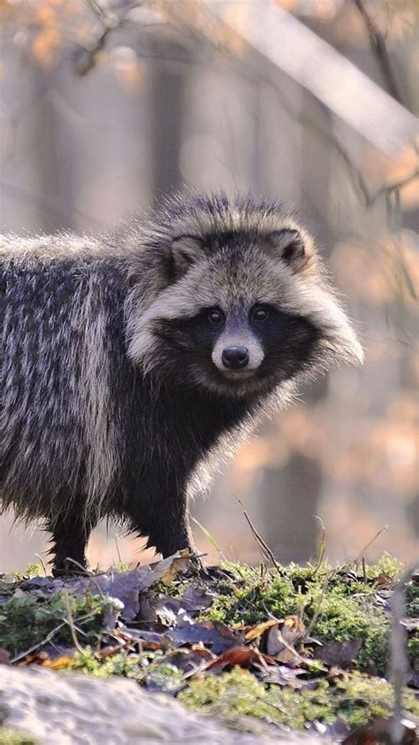 Best 25 Japanese Raccoon Dog Ideas On Pinterest The Raccoons