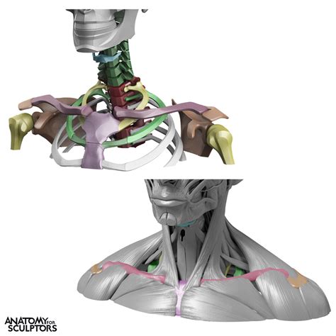 Artstation Bony Landmarks Anatomy For Sculptors Human Body Drawing