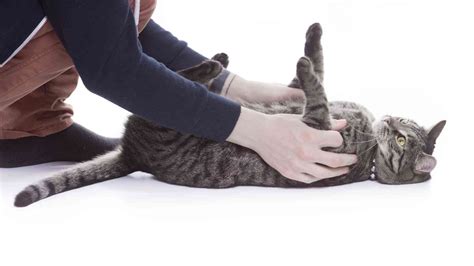 How To Handle Cat Petting Aggression The Cat Bandit Blog
