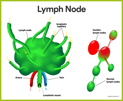 Lymph Node Structure And Function Concept Map Map