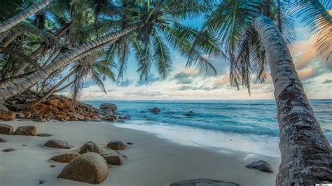 Palmen Auf Tropischen Strand Hd Hintergrundbilder Herunterladen