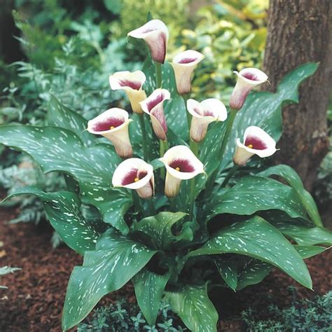 Breck S White And Purple Flowers Vermeer Calla Lily Bulbs Pack