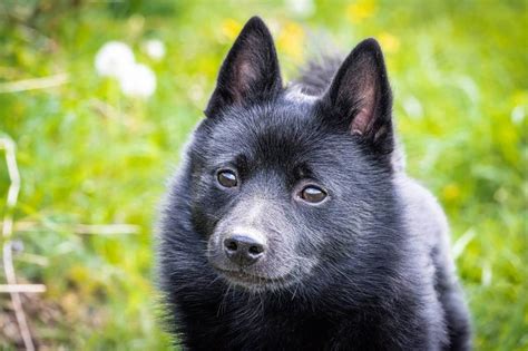 Meet The Schipperke Clever Curious And Devoted Lovetoknow Pets