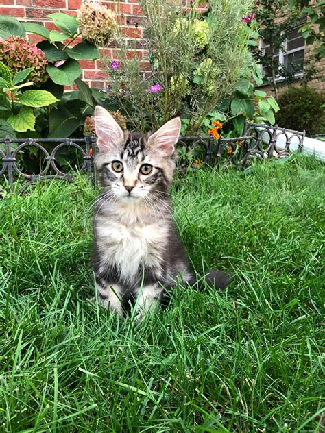 Maine coon kittens for sale near illinois. Maine Coon Cats For Sale | Chicago, IL #310747 | Petzlover