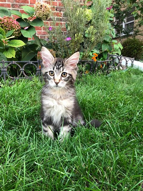 Although persian cats have their ancestors imported from iran to italy, these glamorous pusses came into the vogue in the victorian era. Maine Coon Cats For Sale | Chicago, IL #310747 | Petzlover