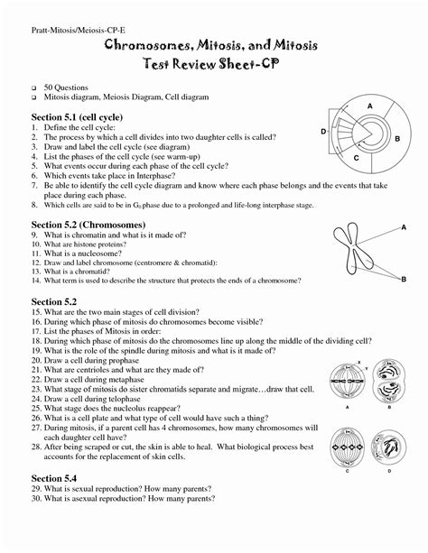Meiosis Made Easy Printable Worksheet And Answer Key For Practice