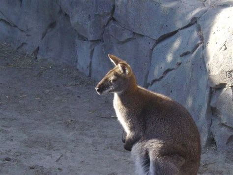 Wallaby Animal Facts Macropus Wiki Point