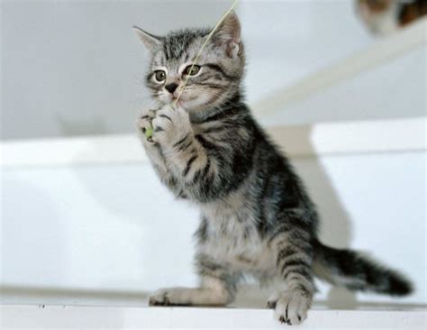 Mengapa duniaku seperti ini? keluhnya. 10 Foto Anak Kucing Lucu Dan Imut-imut - Kucing.co.id