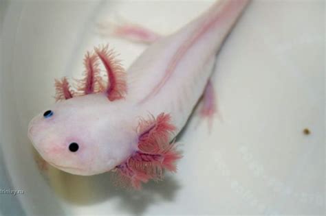 Axolotl Smiling Pets 44 Pics