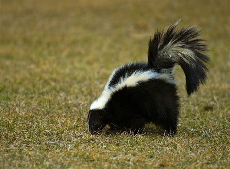 When it comes to nuisance animals like skunks got skunks? skunk control treatments and repellent for the home yard ...