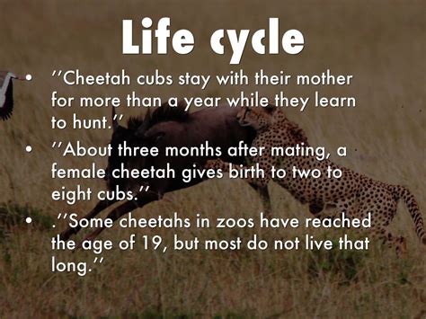 Cheetah Life Cycle Diagram