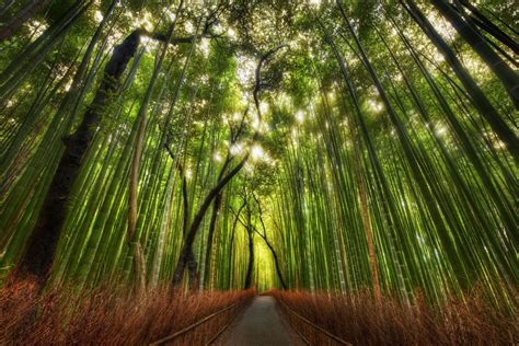 Landscape Nature Bamboo