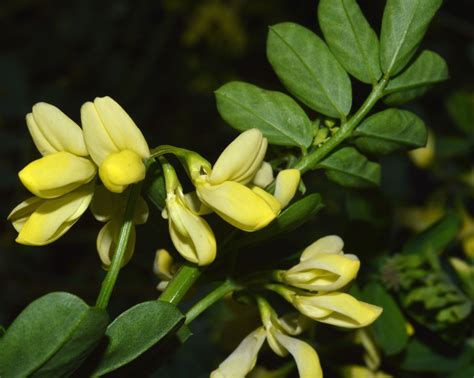 Coronilla Valentina Subsp Glauca Uk Eflora Of India