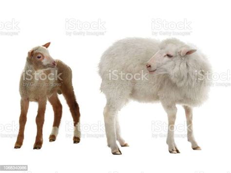 Kleines Schaf Und Weibliche Schafe Auf Weißem Stockfoto Und Mehr Bilder