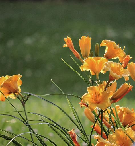 Lilies In The Sunshine Photograph By Joanne Rungaitis Fine Art America