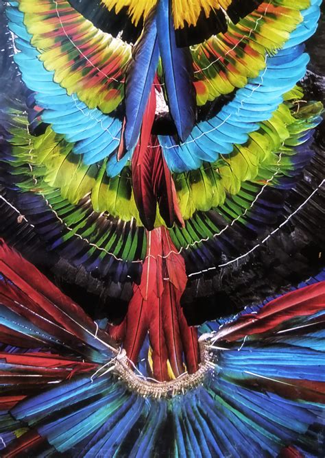 Free Images Nature Bird Wing Jungle Color Colorful Feather
