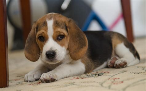 Cute Beagle Puppy Hd Wallpaper