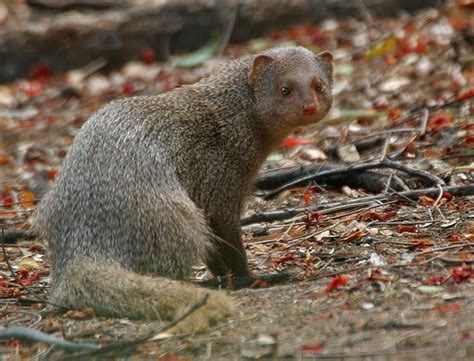 Mongoose Animals Interesting Facts And Latest Pictures The Wildlife