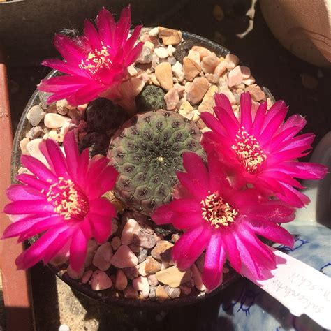 Throw Your Cacti Caution To The Wind Gardening Succs