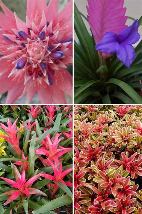 How To Grow And Care For Bromeliads The Ultimate Guide Gardening