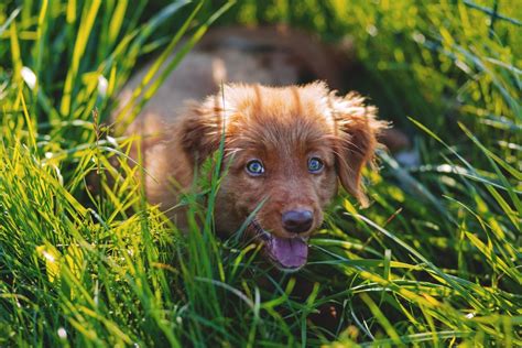 Allergies In Dogs Signs Symptoms And Treatment Canna Pet