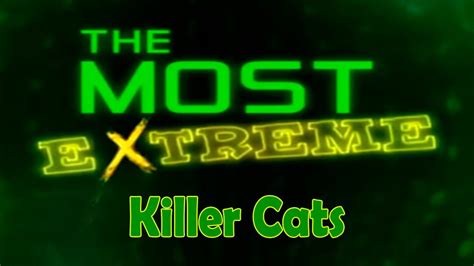 The Most Extreme Killer Cats 60fps Youtube
