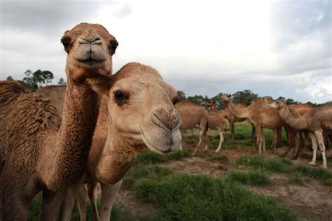 over 10 000 australian camels to be shot from helicopters because they drink too much water