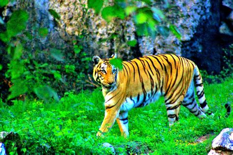 The Royal Bengal Tiger Kolkata Wb Pixahive