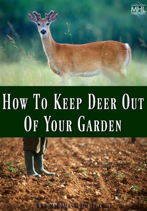 Take action to defend the garden, using a wide range of cultural and chemical controls to keep bugs off of plants so you can enjoy a lush, bountiful vegetable. How To Keep Deer Out Of Your Garden | Garden pests, Organic gardening pest control, Garden pest ...