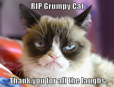 Rip Grumpy Cat Grumpy Cat Humor Funny Grumpy Cat Memes Grumpy Cat Meme