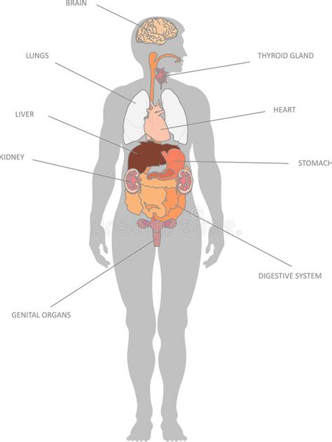 menschliche organe vektor abbildung illustration von medizinisch