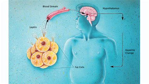 Obesity And The Brain