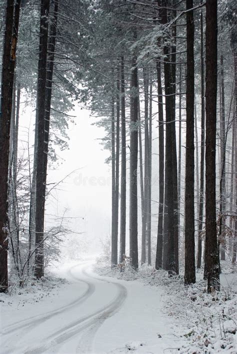 Road Snowy Forest Stock Image Image Of Natural Road 13451047