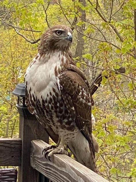 Red Tail Hawk In New York State Red Tailed Hawk Animals Bird Feathers