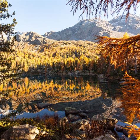 Violet Lake Poschiavo Switzerland Stock Image Image Of Pine
