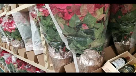 Costco christmas aisle 2019 superpost! Costco! LARGE Potted Fresh Poinsettia Flowers for $15.99 ...