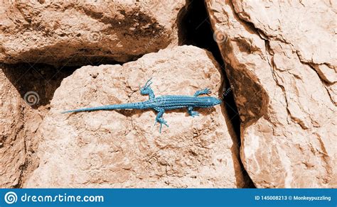 Artistic Blue Lizard On Red Boulders Stock Image Image Of Rest Bathe
