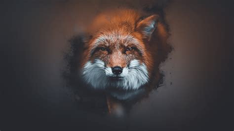 Fox Wallpaper 1080p Wallpapers