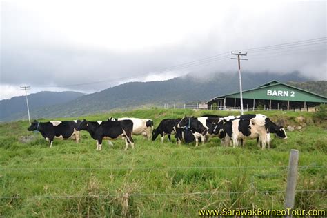Cow shed 2 cows love living in groups with their friends and our sheds make it possible for them to celebrate life! The Little New Zealand of Sabah, the Desa Cattle Dairy ...