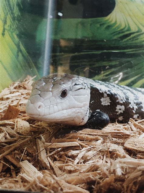Detailed blue tongued skink caresheet bluetongueskinks.net. Blue tongue skink | Blue tongue skink, Reptile store, Fish pet
