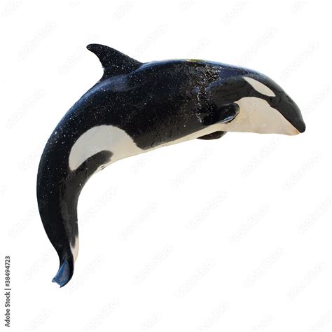 Leaping Killer Whale Orcinus Orca Stock Photo Adobe Stock