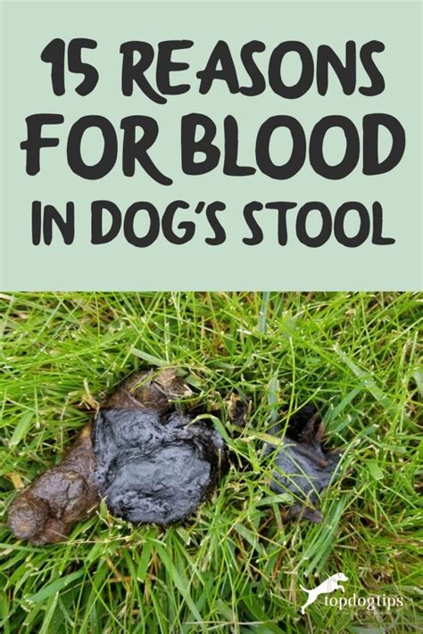 15 Reasons For Blood In Dogs Stool And What You Can Do About It