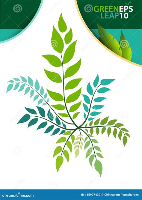 Green Leaf Template Stock Vector Illustration Of Layout 135977439