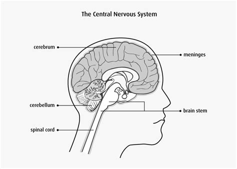 The central nervous system basically includes the brain and the spinal cord. Central Nervous System Diagram Spinal Cord - The Central ...