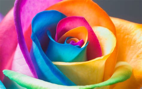 Rainbow Roses Background